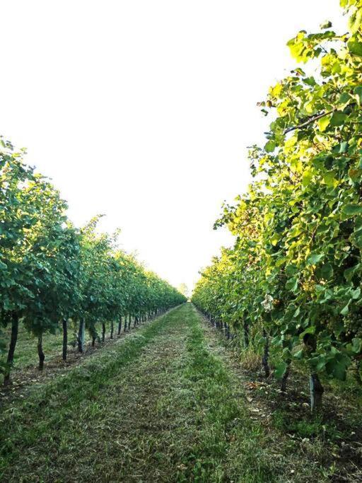 Apartamento Relax Nelle Colline Del Prosecco Pederobba Exterior foto