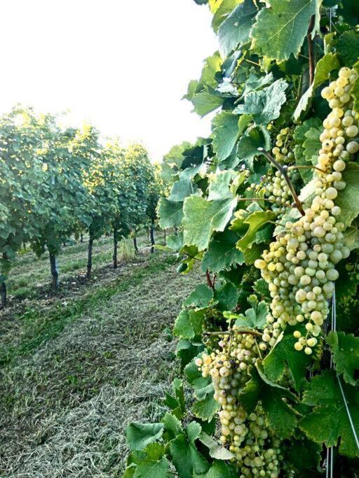 Apartamento Relax Nelle Colline Del Prosecco Pederobba Exterior foto